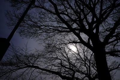 Low angle view of bare trees against sky