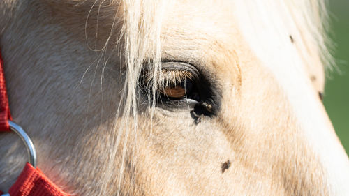 Close-up of horse eye