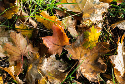 High angle view of dry autumn leaf on grass