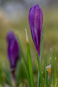 Close-up of purple crocus flower in field