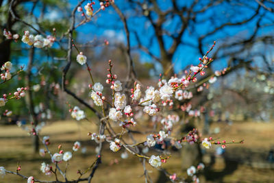 Close-up of cherry blossoms in spring