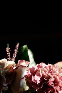 Close-up of pink roses against black background
