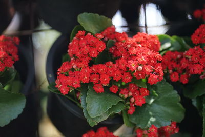 Close-up of red flowering plant