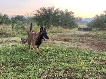 Dog running in field