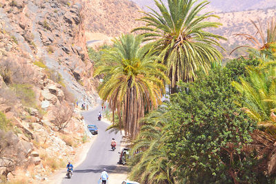 High angle view of palm trees by road in city