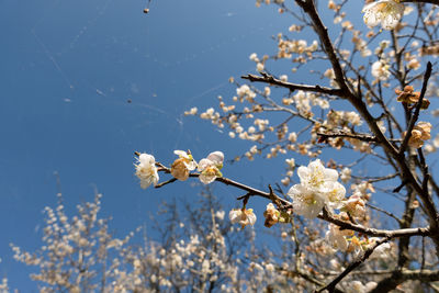 Close-up of white cherry blossom tree against sky