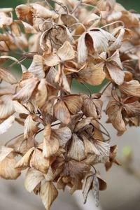 Close-up of wilted plant