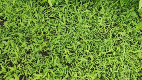 Full frame shot of plants growing on field