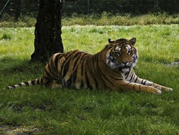 Cat relaxing on grassy field