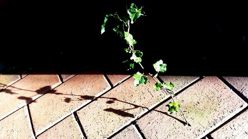 Plant growing on a wall