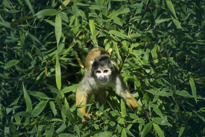 Monkey on plants