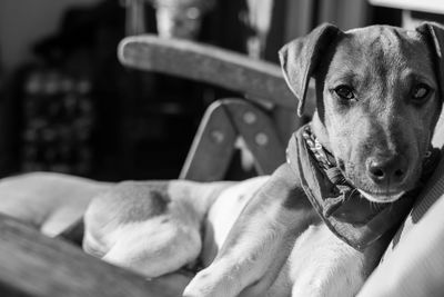 Close-up portrait of a dog at home