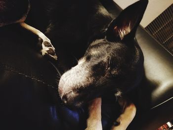 High angle view of dog relaxing on floor