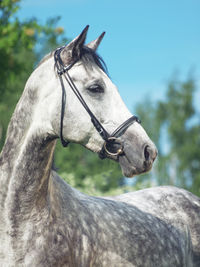 Close-up of horse against sky