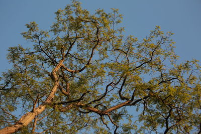 Low angle view of tree against clear sky