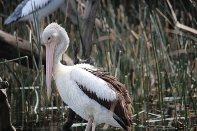 Close-up of pelican perching on land
