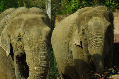 Close-up of two elephants