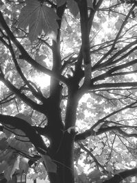 Low angle view of tree trunk