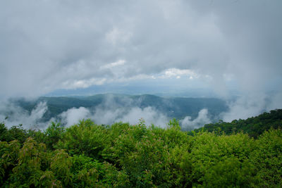 Scenic view of forest against sky