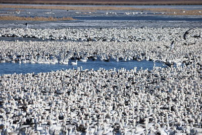 View of birds on beach