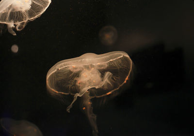 Jellyfish swimming in sea