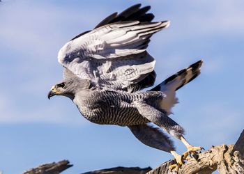 Low angle view of eagle flying against sky