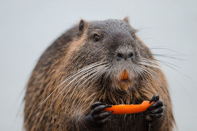 Close-up of lion eating food over white background