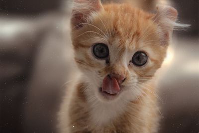 Close-up portrait of a cat