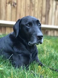 Dog looking away on field