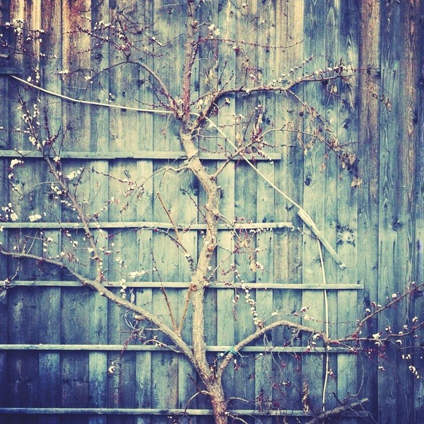 built structure, architecture, building exterior, tree, wall - building feature, tree trunk, branch, full frame, wood - material, window, old, fence, day, close-up, backgrounds, outdoors, pattern, no people, growth, wall