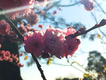 Low angle view of pink flower tree against sky