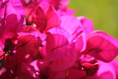 Close-up of pink bougainvillea