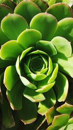 Full frame shot of succulent plant