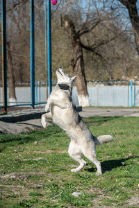 View of a dog on field