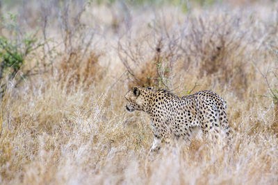 Cheetah walking on grassy land in forest