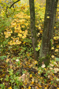 Close-up of tree trunk in forest during autumn
