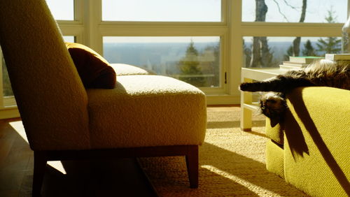 Cat relaxing on sofa at home