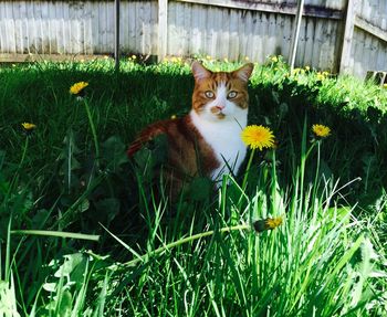 Portrait of cat sitting in backyard