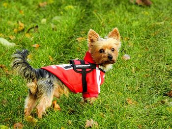 Dog on grass