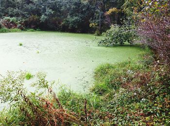 View of plants in water