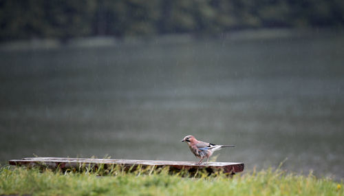 Bird against lake during rainy season