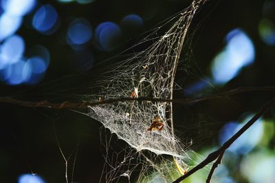 Close-up of spider web