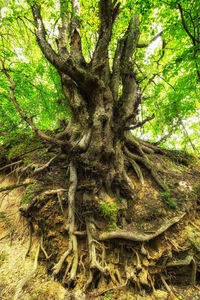 Close-up of tree trunk