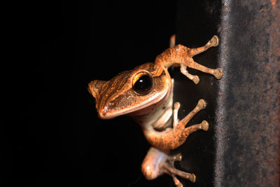 Close-up of frog on metal against black background