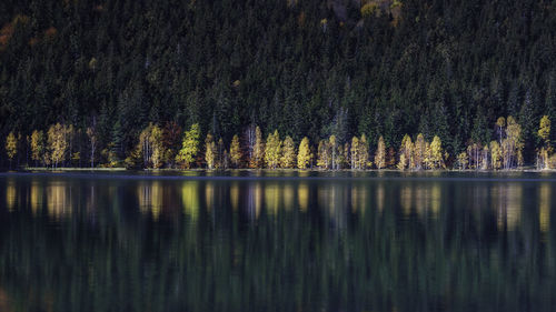 Scenic view of lake by trees in forest