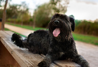 Close-up of a dog looking away
