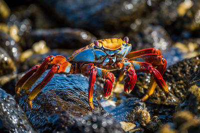 Sally lightfoot crab climbs over wet rocks