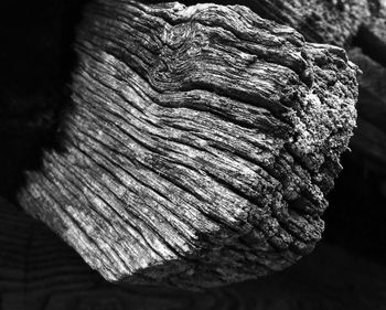 Close-up of tree trunk