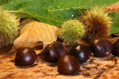 Close-up of fruits