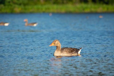 Duck swimming in lake